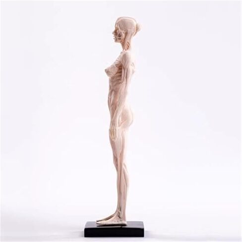 30cm PU White Mannequin Muscle Sculpture, Studied by Female and Male Structural Medical Artists in Saudi Arabia