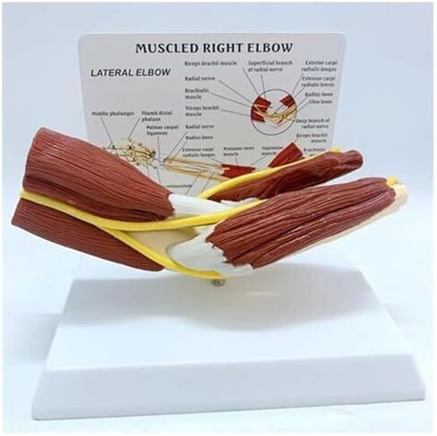 Medical Teaching Model of Human Elbow Joint and Right Arm Elbow Vascular Ligament Skeleton in Saudi Arabia