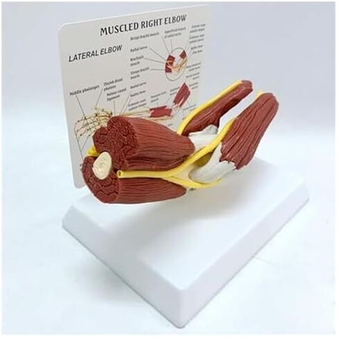 Medical Teaching Model of Human Elbow Joint and Right Arm Elbow Vascular Ligament Skeleton in Saudi Arabia