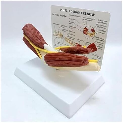 Medical Teaching Model of Human Elbow Joint and Right Arm Elbow Vascular Ligament Skeleton in Saudi Arabia