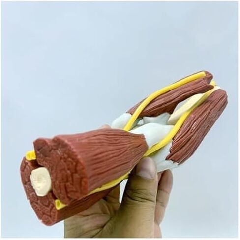 Medical Teaching Model of Human Elbow Joint and Right Arm Elbow Vascular Ligament Skeleton in Saudi Arabia