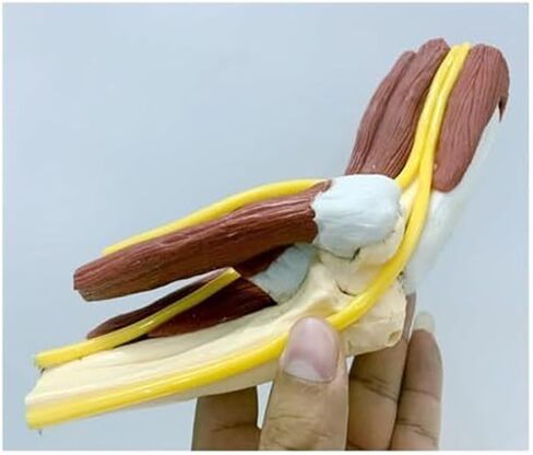 Medical Teaching Model of Human Elbow Joint and Right Arm Elbow Vascular Ligament Skeleton in Saudi Arabia