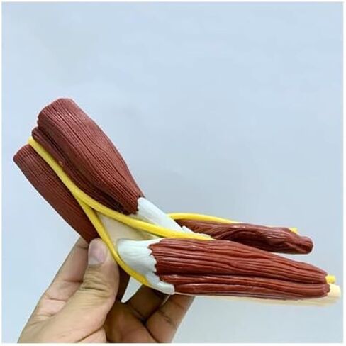 Medical Teaching Model of Human Elbow Joint and Right Arm Elbow Vascular Ligament Skeleton in Saudi Arabia