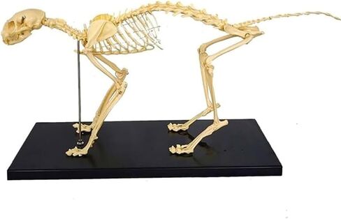 Cat Skeletal Anatomy Model, Veterinary Teaching Specimen, Detachable Spinal Joints in Saudi Arabia