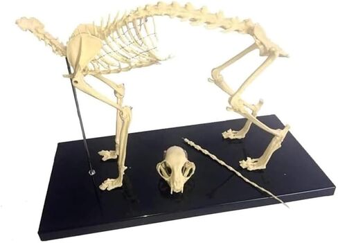 Cat Skeletal Anatomy Model, Veterinary Teaching Specimen, Detachable Spinal Joints in Saudi Arabia