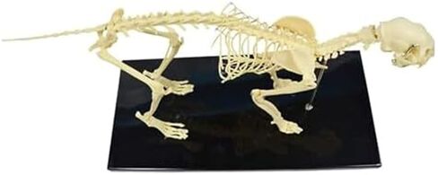Cat Skeletal Anatomy Model, Veterinary Teaching Specimen, Detachable Spinal Joints in Saudi Arabia