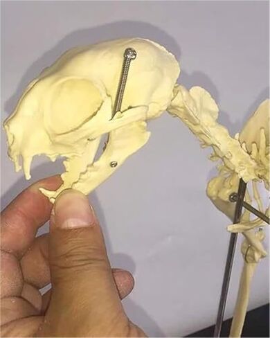 Cat Skeletal Anatomy Model, Veterinary Teaching Specimen, Detachable Spinal Joints in Saudi Arabia