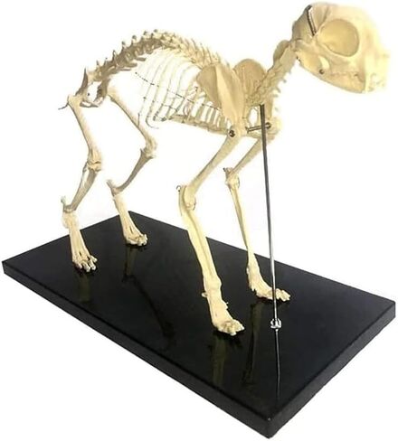 Cat Skeletal Anatomy Model, Veterinary Teaching Specimen, Detachable Spinal Joints in Saudi Arabia