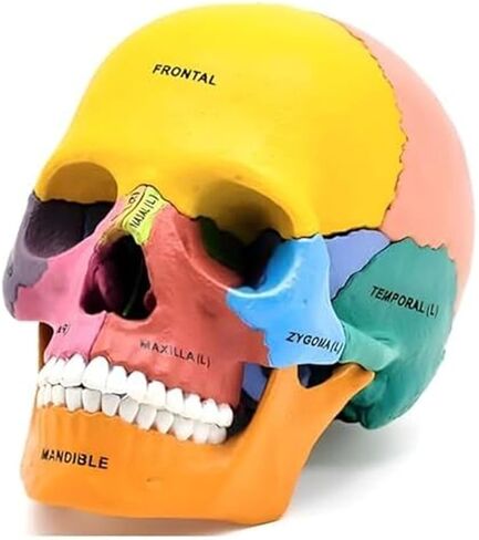17 Anatomical Models of Human 4D Color Skull, Detachable DIY Medical Teaching in Saudi Arabia