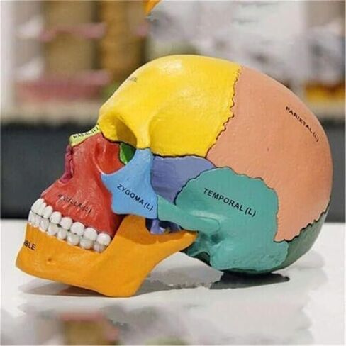 17 Anatomical Models of Human 4D Color Skull, Detachable DIY Medical Teaching in Saudi Arabia