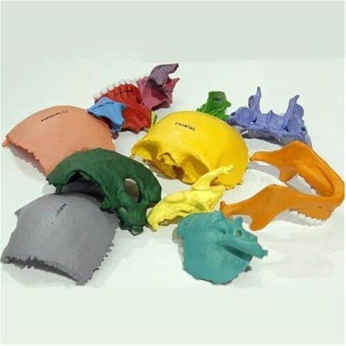 17 Anatomical Models of Human 4D Color Skull, Detachable DIY Medical Teaching in Saudi Arabia