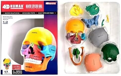 17 Anatomical Models of Human 4D Color Skull, Detachable DIY Medical Teaching in Saudi Arabia