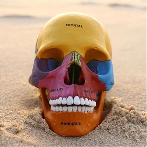 17 Anatomical Models of Human 4D Color Skull, Detachable DIY Medical Teaching in Saudi Arabia