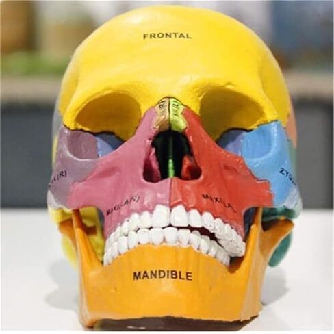 17 Anatomical Models of Human 4D Color Skull, Detachable DIY Medical Teaching in Saudi Arabia