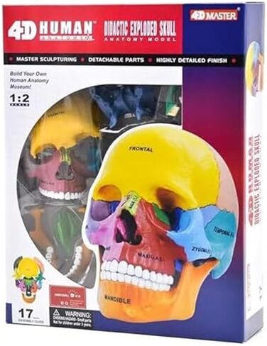 17 Anatomical Models of Human 4D Color Skull, Detachable DIY Medical Teaching in Saudi Arabia