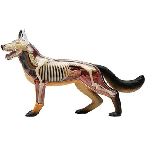 Anatomy and Assembly of Wolf Dog Bones, 29 Detachable Parts of Animal Organs, Veterinary Model for Science Education Schools in Saudi Arabia