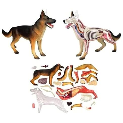 Anatomy and Assembly of Wolf Dog Bones, 29 Detachable Parts of Animal Organs, Veterinary Model for Science Education Schools in Saudi Arabia