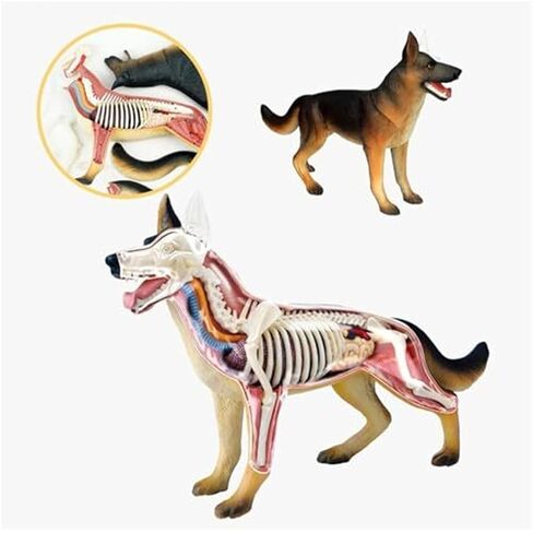 Anatomy and Assembly of Wolf Dog Bones, 29 Detachable Parts of Animal Organs, Veterinary Model for Science Education Schools in Saudi Arabia