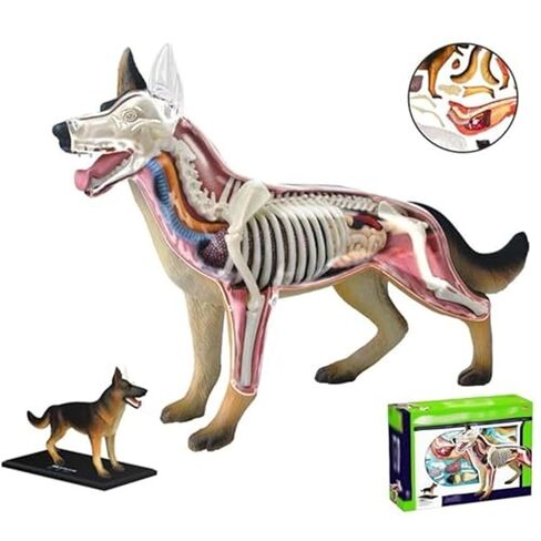 Anatomy and Assembly of Wolf Dog Bones, 29 Detachable Parts of Animal Organs, Veterinary Model for Science Education Schools in Saudi Arabia