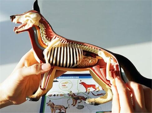 Anatomy and Assembly of Wolf Dog Bones, 29 Detachable Parts of Animal Organs, Veterinary Model for Science Education Schools in Saudi Arabia