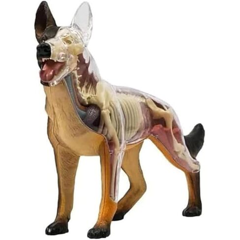 Anatomy and Assembly of Wolf Dog Bones, 29 Detachable Parts of Animal Organs, Veterinary Model for Science Education Schools in Saudi Arabia