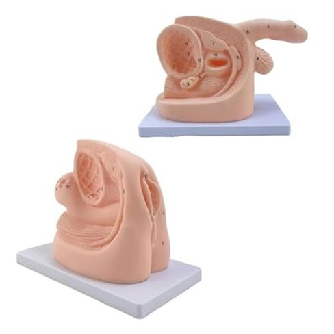 Teaching Model of Male and Female Catheters and PVC Human Body Models Assisted by Medical Education and Training in Saudi Arabia
