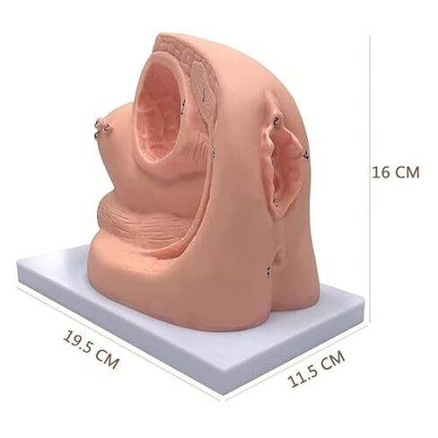 Teaching Model of Male and Female Catheters and PVC Human Body Models Assisted by Medical Education and Training in Saudi Arabia