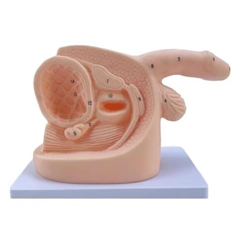 Teaching Model of Male and Female Catheters and PVC Human Body Models Assisted by Medical Education and Training in Saudi Arabia
