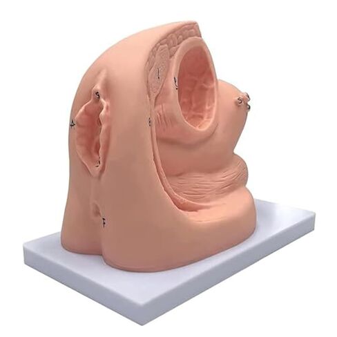 Teaching Model of Male and Female Catheters and PVC Human Body Models Assisted by Medical Education and Training in Saudi Arabia