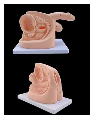 Teaching Model of Male and Female Catheters and PVC Human Body Models Assisted by Medical Education and Training in Saudi Arabia