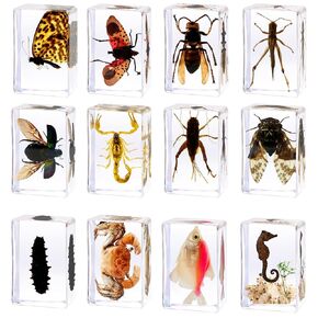 9Pcs Taxidermy Bat Square Taxidermy Bugs Preserved Insects in Resin for Oddity Gifts,Science Education,Entomology Supplies,Insect Décor,Paperweights (9PCS Bat+Insect) in Kuwait