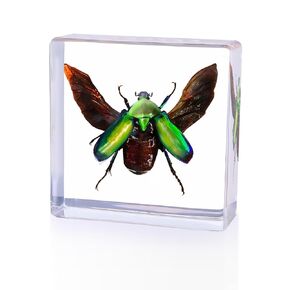 6Pcs Taxidermy Butterfly, Real Butterflies Specimens in Resin,Butterfly Resin Specimen,Use for Paperweights,Science Education,Biology,Entomology Display,Oddit Gift,Décor(2.87x1.61x0.79inch) in Kuwait