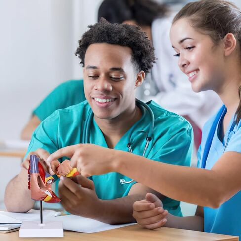 نموذج قلب بشري علمي من Breesky مكون من جزأين بالحجم الطبيعي نسخة طبق الأصل لقلب الإنسان ملون مطبوع مع مغناطيس وقاعدة عرض مثبتة in Kuwait