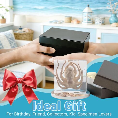 Taxidermy Octopus, Real Octopus Specimens Animal Specimen Preserved in Resin, Marine Biology Specimen Educational Display for Science Classroom, Ideal Gift for Oddities, Biology, Taxidermy in Kuwait