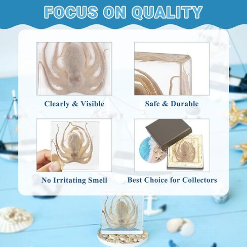 Taxidermy Octopus, Real Octopus Specimens Animal Specimen Preserved in Resin, Marine Biology Specimen Educational Display for Science Classroom, Ideal Gift for Oddities, Biology, Taxidermy in Kuwait