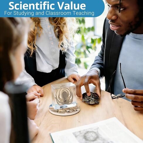 Taxidermy Octopus, Real Octopus Specimens Animal Specimen Preserved in Resin, Marine Biology Specimen Educational Display for Science Classroom, Ideal Gift for Oddities, Biology, Taxidermy in Kuwait