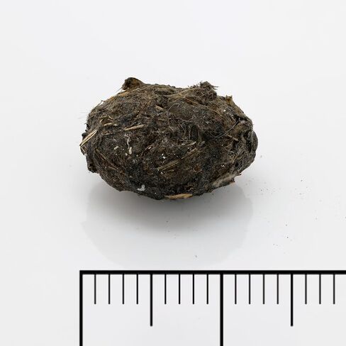 كريات البومة الصغيرة جدًا، 30 عبوة in Kuwait