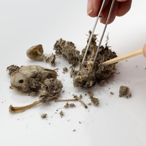 كريات البومة الصغيرة جدًا، 30 عبوة in Kuwait