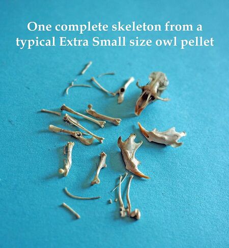 كريات البومة الصغيرة جدًا، 30 عبوة in Kuwait