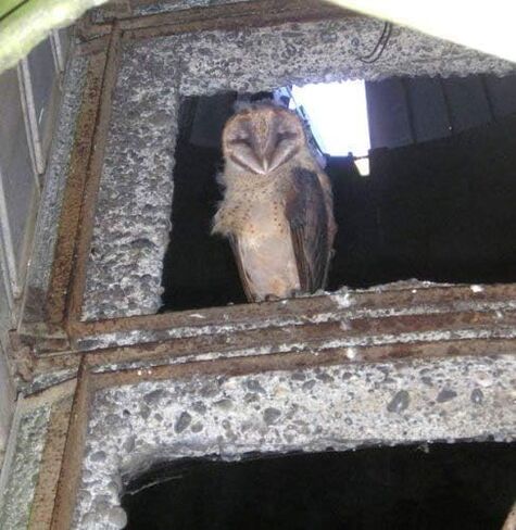 كريات البومة الصغيرة جدًا، 30 عبوة in Kuwait