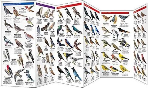 Washington State Birds (Nature Observation North America) in Kuwait