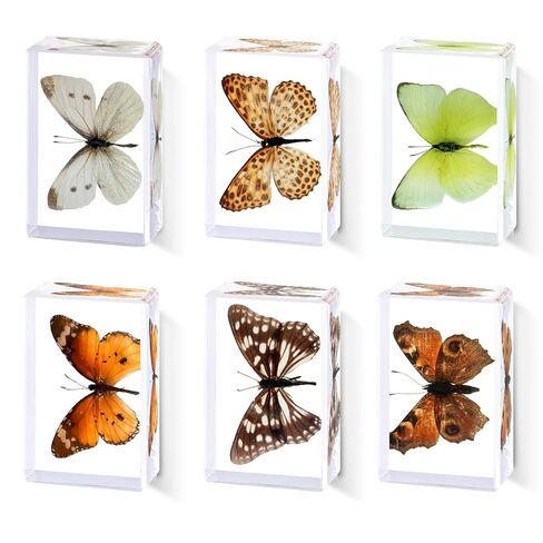 6Pcs Taxidermy Butterfly, Real Butterflies Specimens in Resin,Butterfly Resin Specimen,Use for Paperweights,Science Education,Biology,Entomology Display,Oddit Gift,Décor(2.87x1.61x0.79inch) in Saudi Arabia