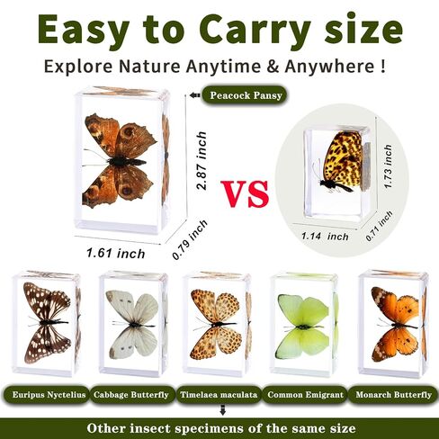 6Pcs Taxidermy Butterfly, Real Butterflies Specimens in Resin,Butterfly Resin Specimen,Use for Paperweights,Science Education,Biology,Entomology Display,Oddit Gift,Décor(2.87x1.61x0.79inch) in Saudi Arabia