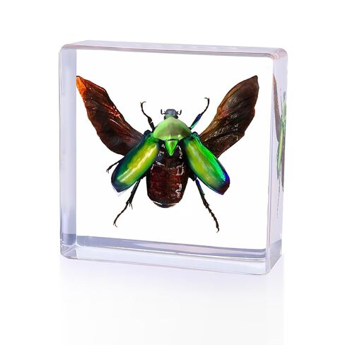 6Pcs Taxidermy Butterfly, Real Butterflies Specimens in Resin,Butterfly Resin Specimen,Use for Paperweights,Science Education,Biology,Entomology Display,Oddit Gift,Décor(2.87x1.61x0.79inch) in Kuwait