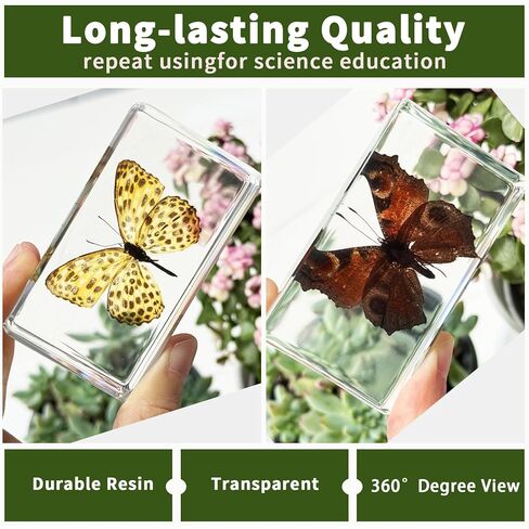 6Pcs Taxidermy Butterfly, Real Butterflies Specimens in Resin,Butterfly Resin Specimen,Use for Paperweights,Science Education,Biology,Entomology Display,Oddit Gift,Décor(2.87x1.61x0.79inch) in Saudi Arabia
