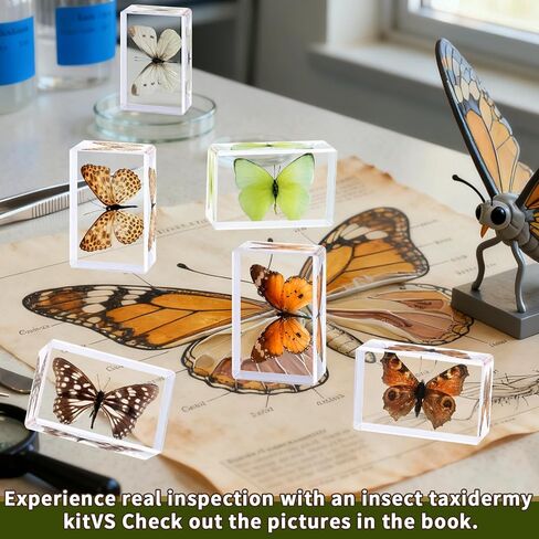 6Pcs Taxidermy Butterfly, Real Butterflies Specimens in Resin,Butterfly Resin Specimen,Use for Paperweights,Science Education,Biology,Entomology Display,Oddit Gift,Décor(2.87x1.61x0.79inch) in Saudi Arabia