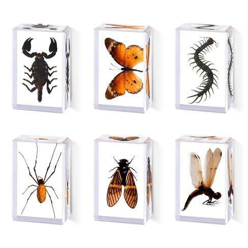 6Pcs Taxidermy Butterfly, Real Butterflies Specimens in Resin,Butterfly Resin Specimen,Use for Paperweights,Science Education,Biology,Entomology Display,Oddit Gift,Décor(2.87x1.61x0.79inch) in Saudi Arabia