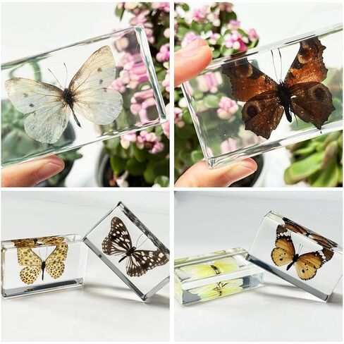 6Pcs Taxidermy Butterfly, Real Butterflies Specimens in Resin,Butterfly Resin Specimen,Use for Paperweights,Science Education,Biology,Entomology Display,Oddit Gift,Décor(2.87x1.61x0.79inch) in Saudi Arabia