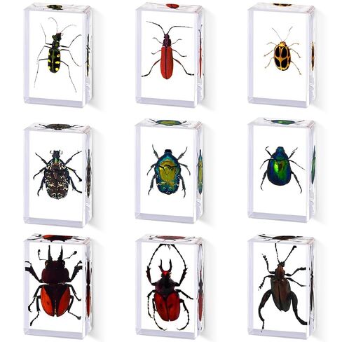 6Pcs Taxidermy Butterfly, Real Butterflies Specimens in Resin,Butterfly Resin Specimen,Use for Paperweights,Science Education,Biology,Entomology Display,Oddit Gift,Décor(2.87x1.61x0.79inch) in Saudi Arabia
