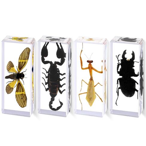 6Pcs Taxidermy Butterfly, Real Butterflies Specimens in Resin,Butterfly Resin Specimen,Use for Paperweights,Science Education,Biology,Entomology Display,Oddit Gift,Décor(2.87x1.61x0.79inch) in Saudi Arabia